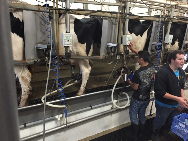 Here are the ladies coming into the milking parlor & getting hooked up.